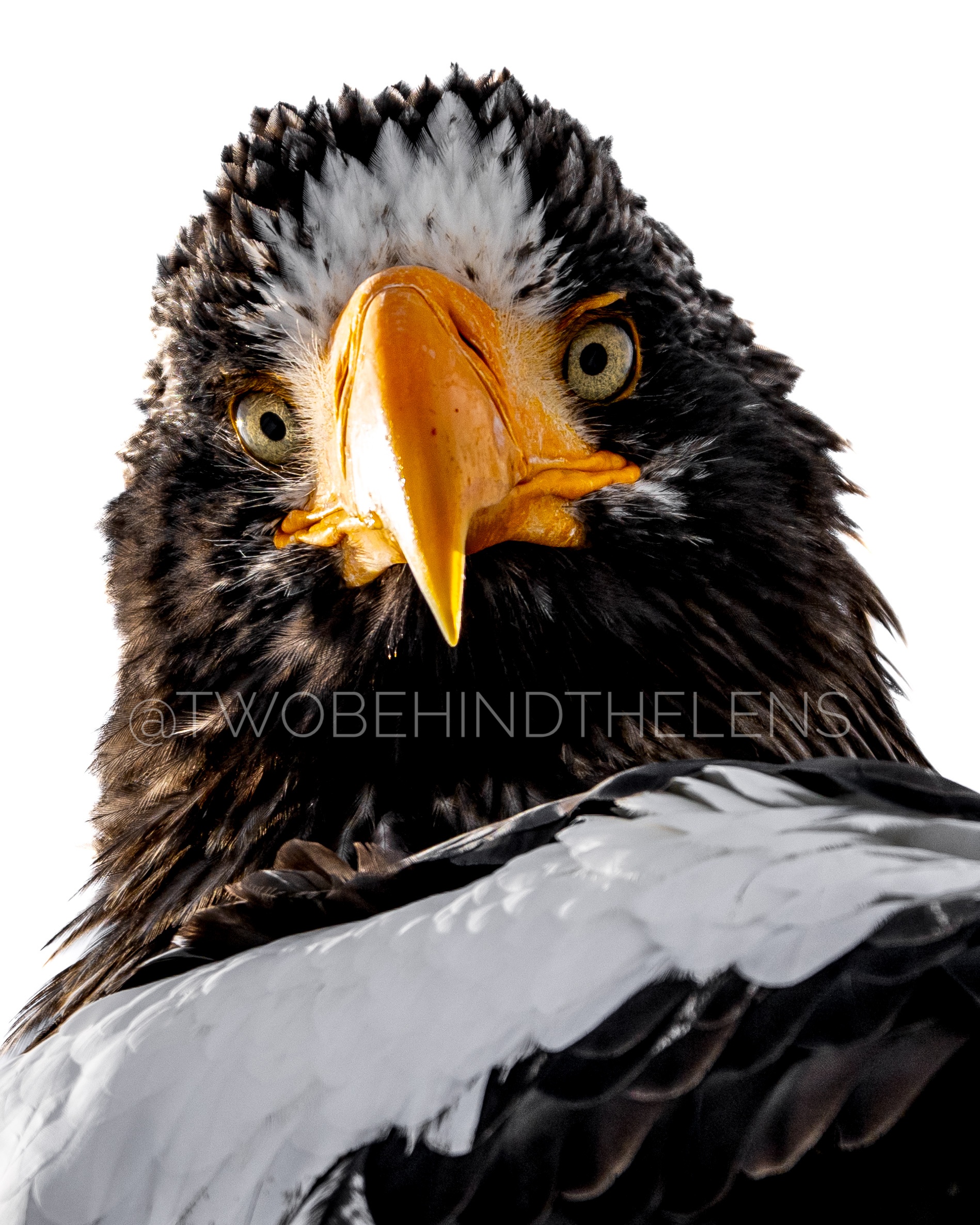 Wildlife Print 23